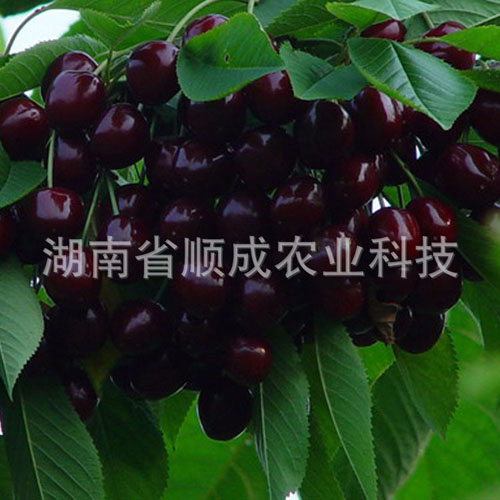 南方、進(jìn)口黑櫻桃