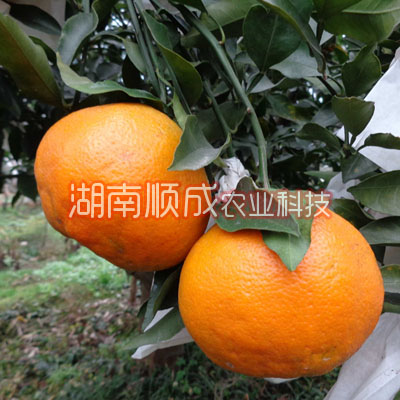 春見(jiàn)雜柑 又名春見(jiàn)、春見(jiàn)桔橙
